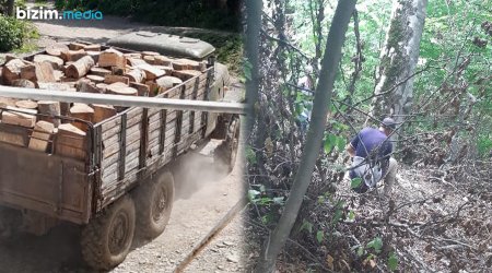 Qubada qiymətli ağac fonduna qarşı TERRORA kim rəhbərlik edir? - FOTOFAKT