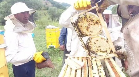 Arıçı 30 il sonra Laçında bal süzdü: “Çox xoşbəxtəm” - FOTO