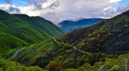 Azərbaycanda Milli Meşə Proqramı hazırlandı