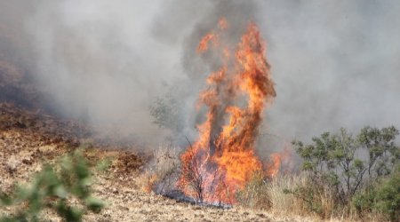 Qəbələdə bələdiyyə torpağında YANĞIN BAŞLADI