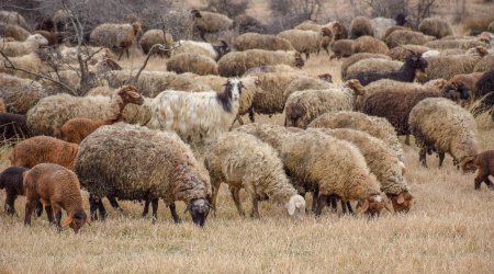 Yevlaxda 200-dən çox qoyun oğurlayan şəxslər saxlanıldı - FOTO