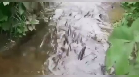 Azad edilən Laçın rayonundan yeni görüntülər: Balıqlar da sevinir - VİDEO