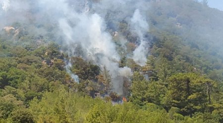 Qəbələ, Oğuz və Zaqataladakı yanğınlarla bağlı SON MƏLUMAT – RƏSMİ 