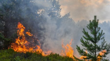 Son 5 ildə baş vermiş meşə yanğınlarının sayı AÇIQLANDI