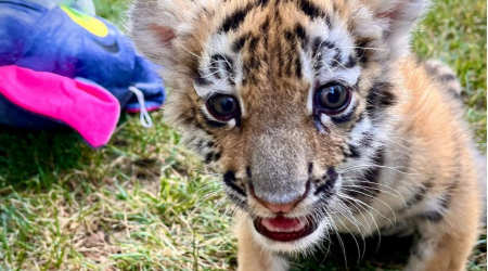 Bakı zooparkında pələng balası dünyaya gəlib - FOTO
