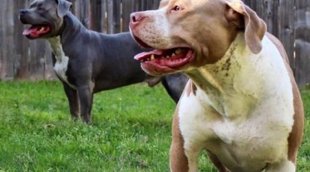 ABŞ-da “pitbull” DƏHŞƏTİ - FOTO 