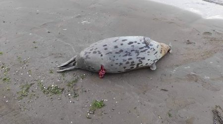 Xəzər sahilində suiti cəsədi aşkarlandı - FOTO