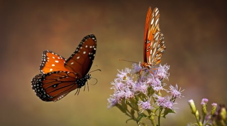 Tırtıldan əsrarəngiz kəpənəyə ANBAAN çevrilmə – VİDEO