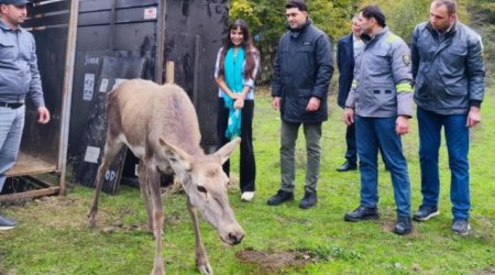 Leyla Əliyeva Şahdağ Milli Parkında - FOTO