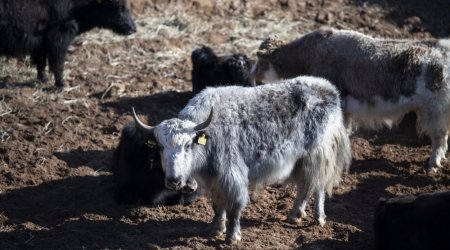 Laçında yeni heyvan təsərrüfatı yaradılır – PİLOT LAYİHƏ