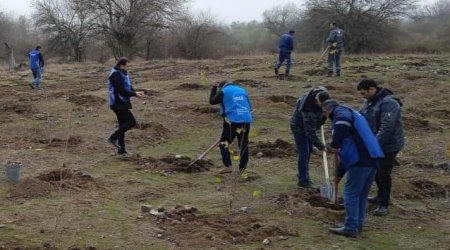 Zəngilanda ağacəkmə tədbiri KEÇİRİLDİ – FOTO 