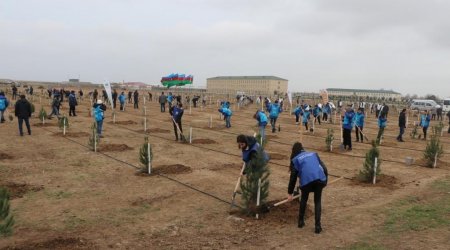 “Yaşıl Marafon” çərçivəsində kütləvi ağacəkmə aksiyaları keçirildi - FOTO 