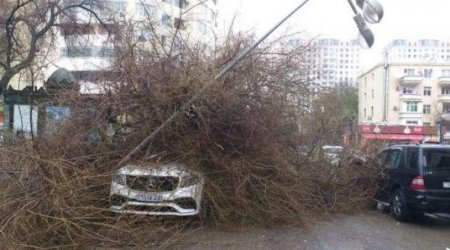 Bakıda ağac yola aşdı - 4 marşrut avtobusunun yolu bağlandı