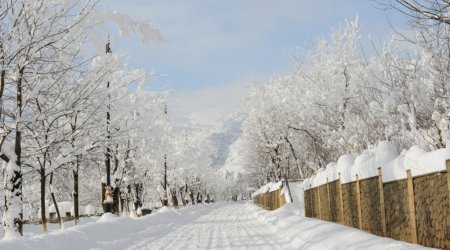 Qarlı hava meşə əkinlərinə necə təsir göstərib?