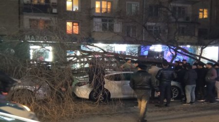 Bakıda ağac avtomobillərin üzərinə aşdı - FOTO - VİDEO