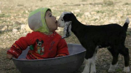 Artıq qoyunlar quzulamağa başlayır - “Saya gəzdirmək” mərasimi haqda MARAQLI FAKTLAR