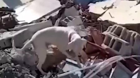 Türkiyədə it evin xarabalıqları üzərində gəzərək sahibini axtarır – ANBAAN VİDEO