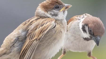 Bakıda sərçələr yoxa çıxıb – Bu hansı təhlükənin SİQNALIDIR?