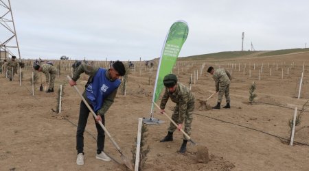 Hərbi qulluqçular ETSN-in nümayəndələri ilə birgə 1 500 ədəd ağac əkdi - FOTO 