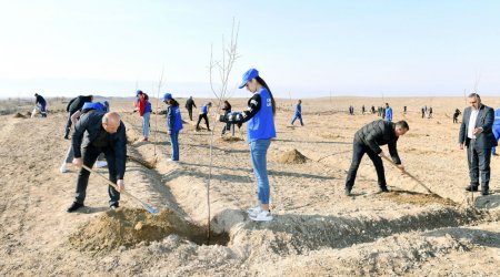 Naxçıvanda Heydər Əliyevin 100 illiyinə həsr olunmuş könüllü ağacəkmə aksiyası keçirilib - FOTO 