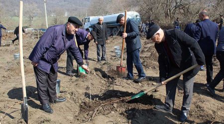 Qəbələdə 3400 ədəd müxtəlif növ ağac əkilib - FOTO
