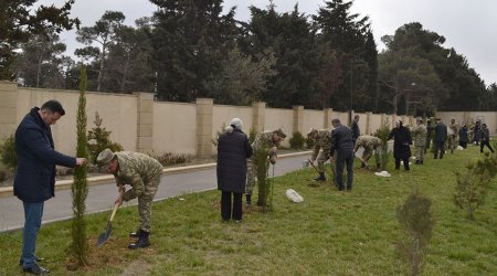 İkinci Şəhidlər xiyabanında növbəti ağacəkmə aksiyası keçirilib - FOTO 