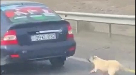 Azərbaycanda insanlığa sığmayan vəhşilik kameraya düşdü - ANBAAN VİDEO 