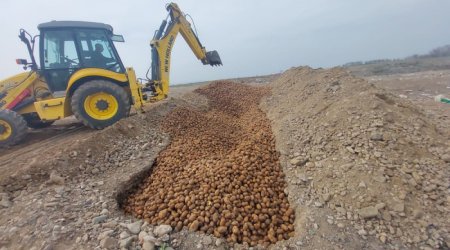 Rusiya, Belarus və Ukraynadan gətirilən 63 tona yaxın kartof yararsız çıxdı