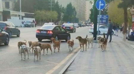 Abşeronun sahibsiz itlər PROBLEMİ – “Sığınacaq yoxdur, öldürmək də mümkün deyil” – RƏSMİ AÇIQLAMA