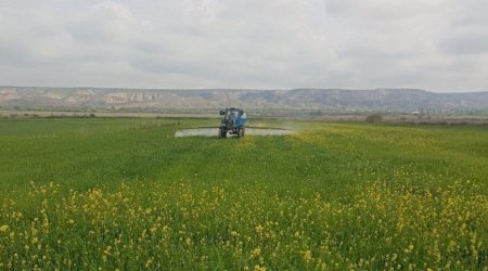 Göyçayda  yazlıq əkinlərin aparılması işlərinə start verildi - FOTO