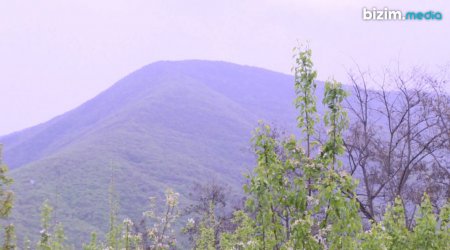 Soyuq hava şəraiti bitkilərin məhsuldarlığına necə təsir göstərəcək? – FOTO   