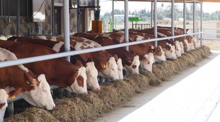 Azərbaycanda iribuynuzlu və xırdabuynuzlu heyvanların sayı AZALIR