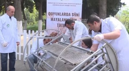 Maldarlıqda süni mayalanmanın hansı rolu var? - VİDEO 