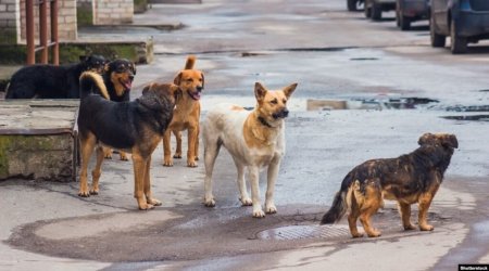 Masazırda itlər azyaşlı uşaqlara hücum etdi - Vəziyyətləri ağırdır - FOTO 