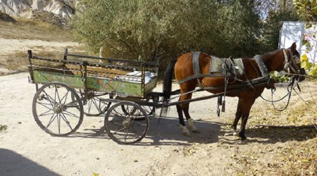Zaqatalada 28 yaşlı şəxs at arabasından YIXILDI  