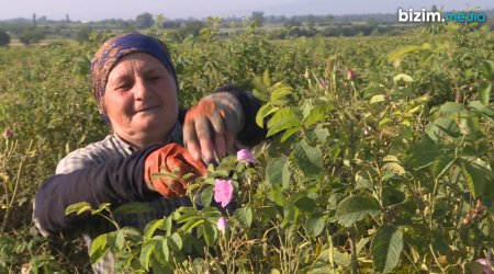 Əvvəl gül toplayır, sonra bol məhsula görə DUA EDİRLƏR – Zaqatala plantasiyalarından FOTOREPORTAJ