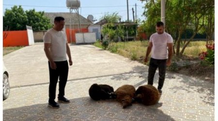Elman Nəsirov Ərdoğanın qələbəsi ilə bağlı söz verdiyi QURBANLARI KƏSDİ 