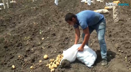 Cəlilabadlı fermerlər ÇƏTİN DURUMDA – “Kartofu sahələrdən yığmaq belə istəmirlər”