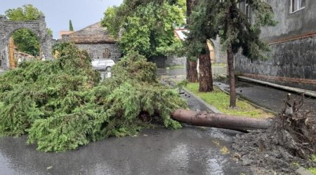 Qaxda iri gövdəli ağaclar aşaraq yolları bağladı - FOTO