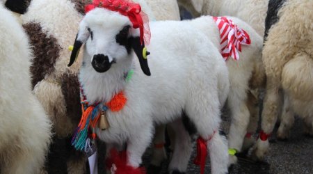 Bazarda 400 manatdan aşağı qurbanlıq heyvan tapmaq olmur - VİDEO 