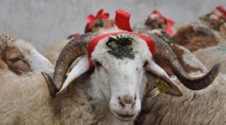 Qurban bayramı ilə əlaqədar heyvanların satış məntəqəsi təşkil olunacaq? – Rəsmi AÇIQLAMA