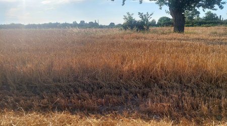 İntensiv yağışlar ləngitsə də Xaçmazda taxıl biçini davam edir - FOTO