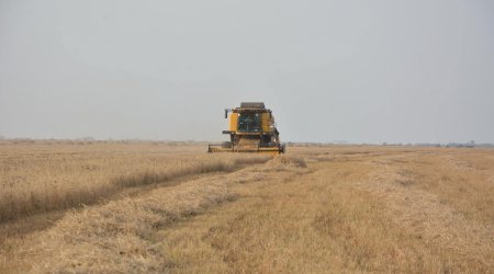 Rusiyada baş verən böhran buğdanın qiymətini BAHALAŞDIRIB  