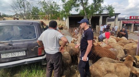 Xaçmaz və Qubada qurbanlar kəsildi - FOTO