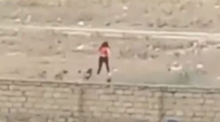 Masazırda küçə itləri qıza hücum etdi - ANBAAN VİDEO 