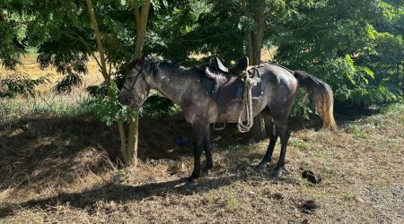 Xaçmazda atlını maşınla vuran şəxsin kimliyi MƏLUM OLUB - FOTO