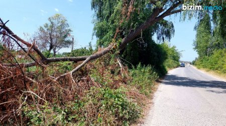 Qusarçay yolunda TƏHLÜKƏ: Ağaclar hər an aşa bilər - FOTO