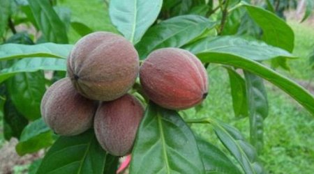 Bu meyvə xərçəng hüceyrələrini 24 saata məhv edir