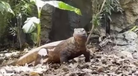 Drakon 12 yaşını qeyd edib - VİDEO