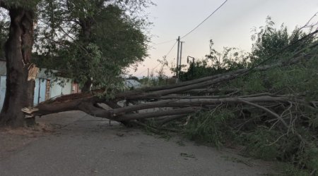 Masallıda irigövdəli ağac aşıb, yol bağlanıb - FOTO 